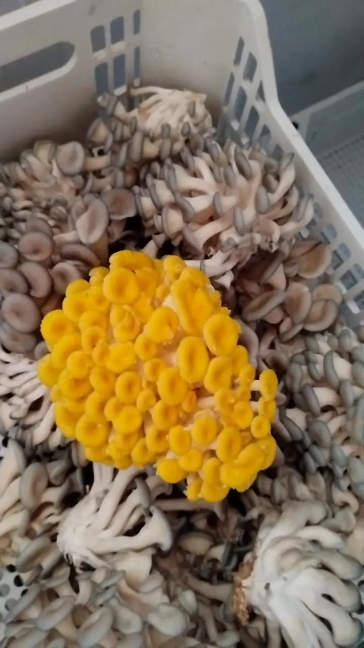 Shimeji Amarelo Cogumir no Portal IBI-ON